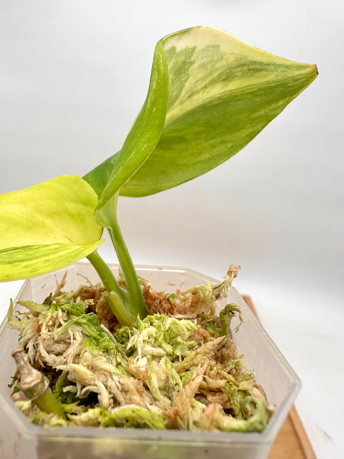Scindapsus Rubicon