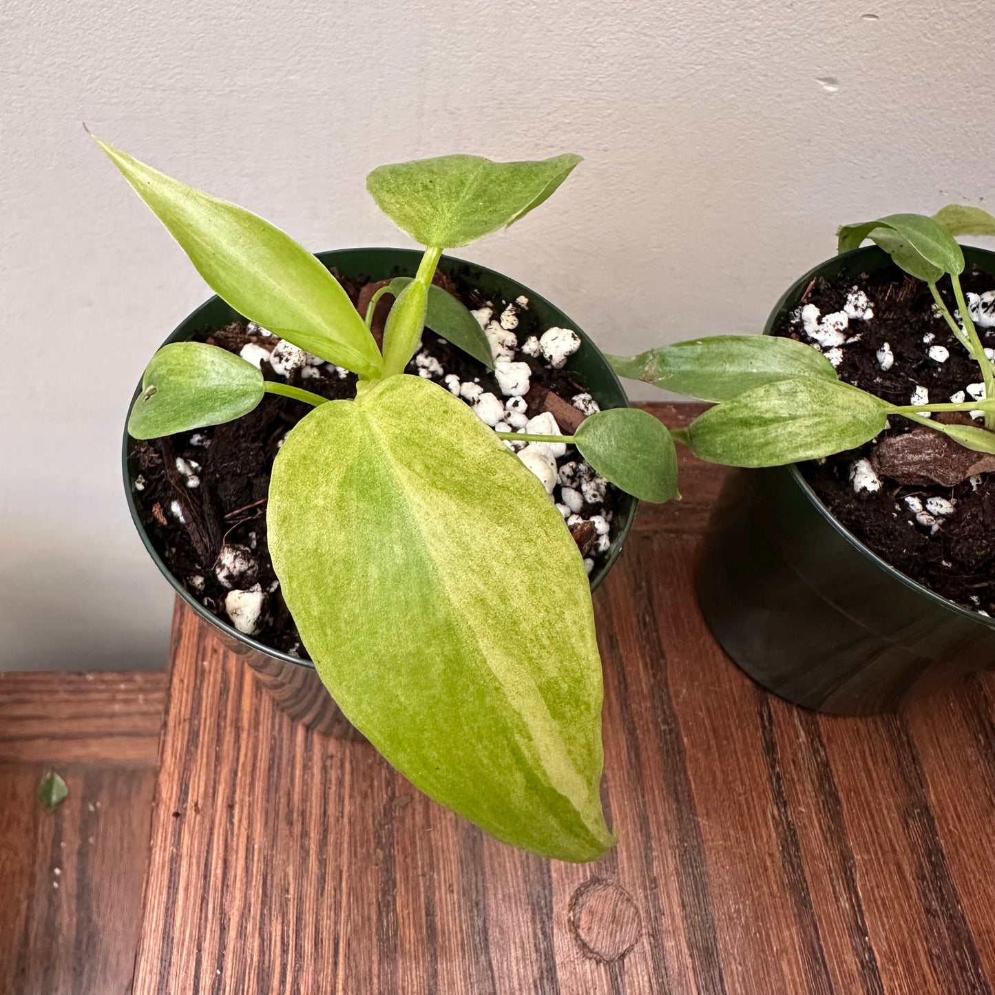 Variegated Philodendron Bob Cee