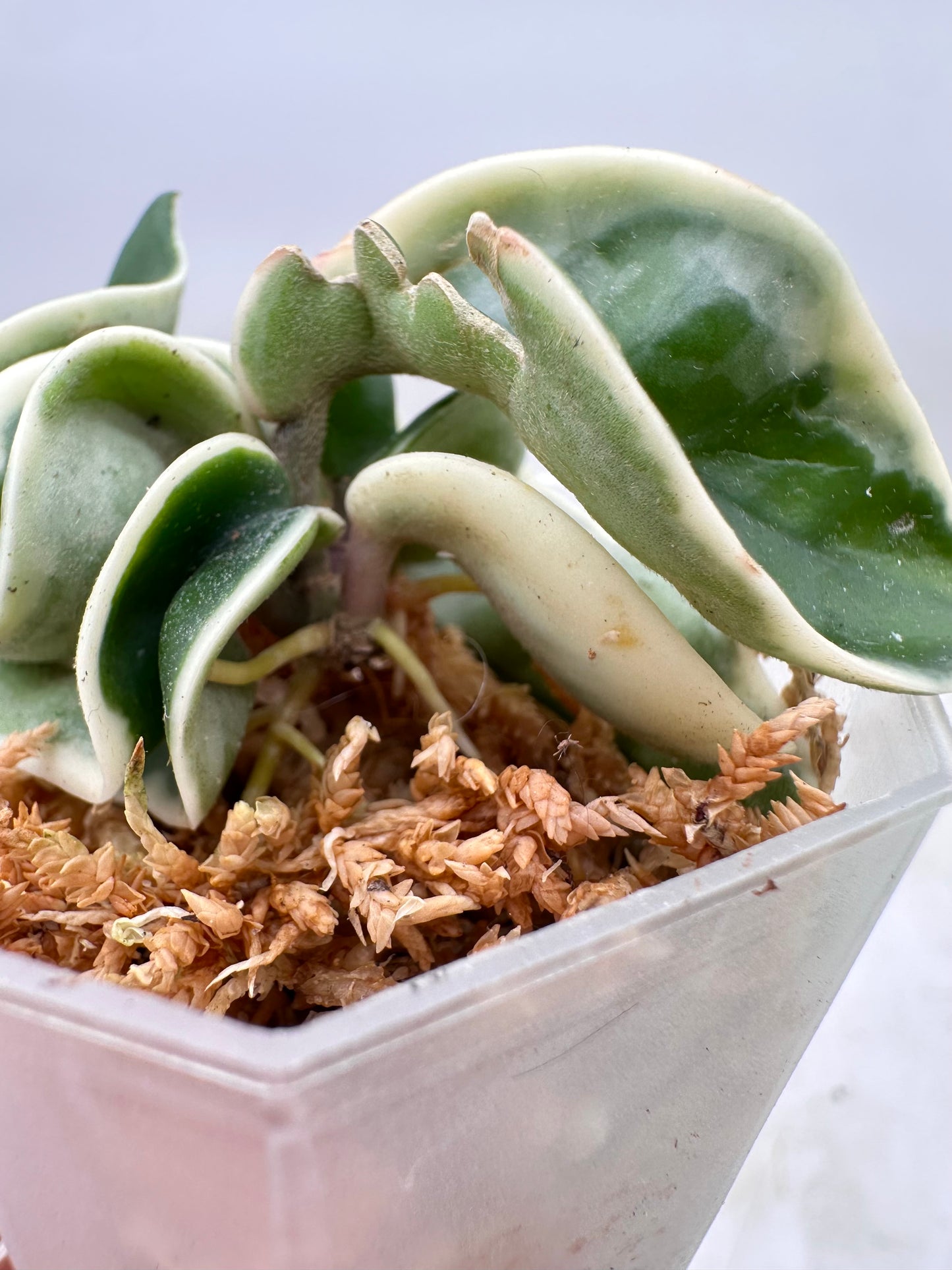 Hoya Compacta Variegated - New Growth Top Cutting