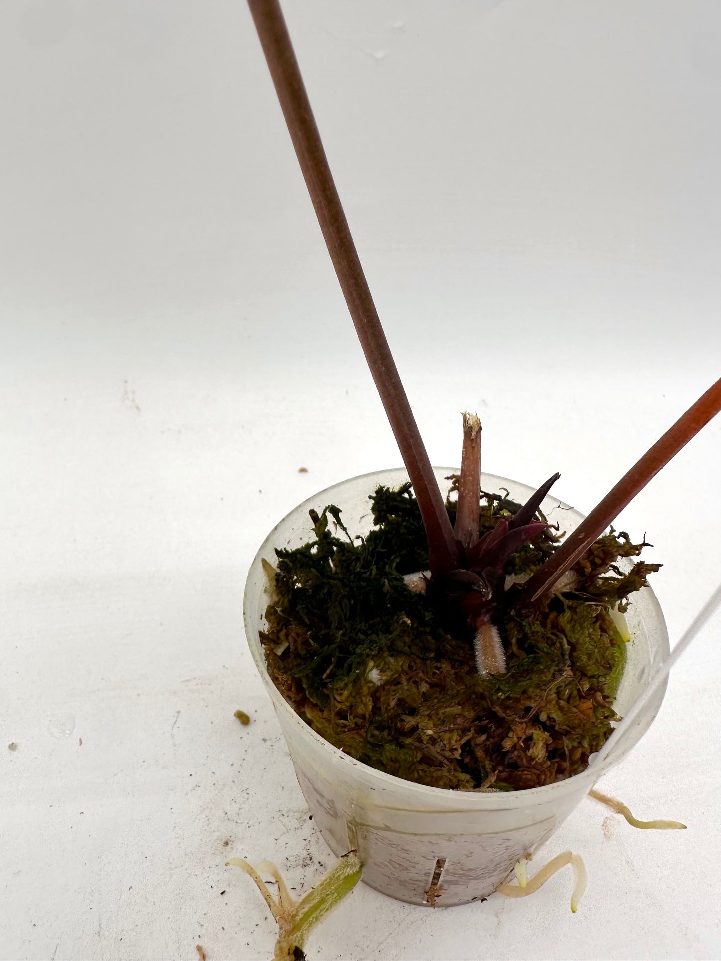 Anthurium Crystallinum X Noid 06