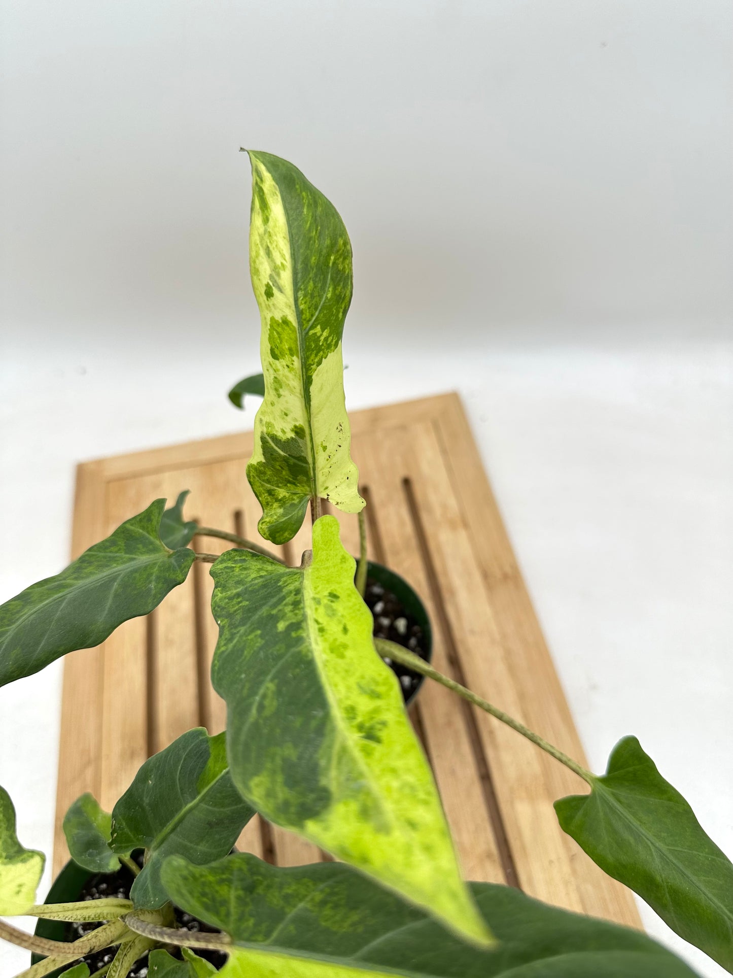 Alocasia Lauterbachiana Variegated (Purple Sword)