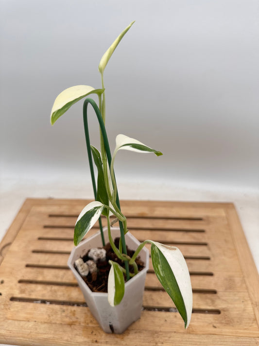 Scindapsus Blue Albo