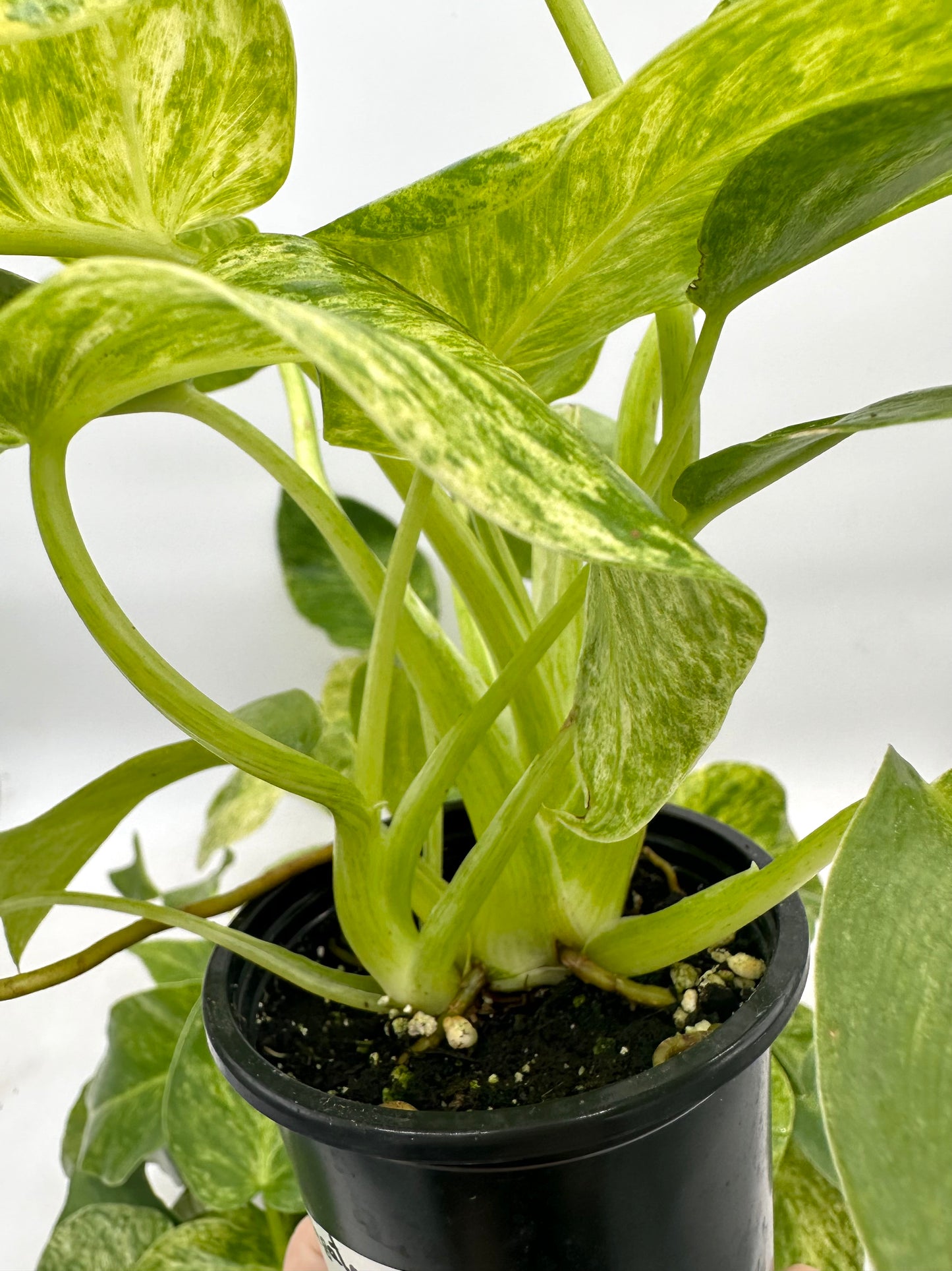 Philodendron Giganteum Blizzar Variegated (Multiple Plants/Growths in each pot)