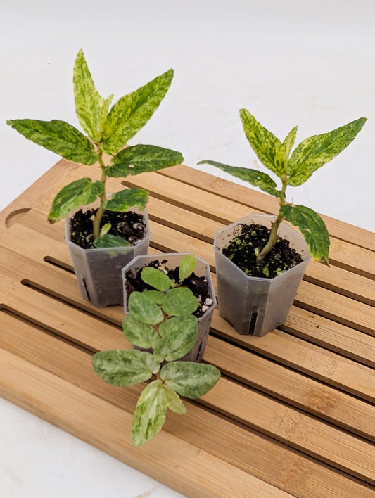 Begonia Watermelon Variegated