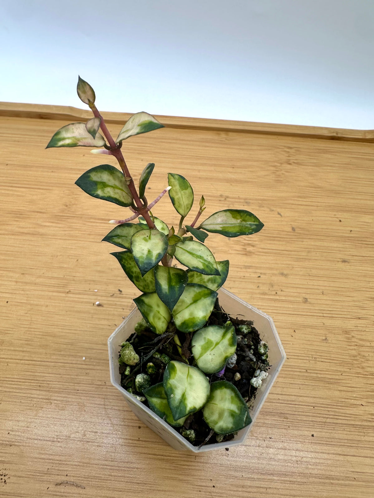 Hoya Lac. Bruno Tricolor