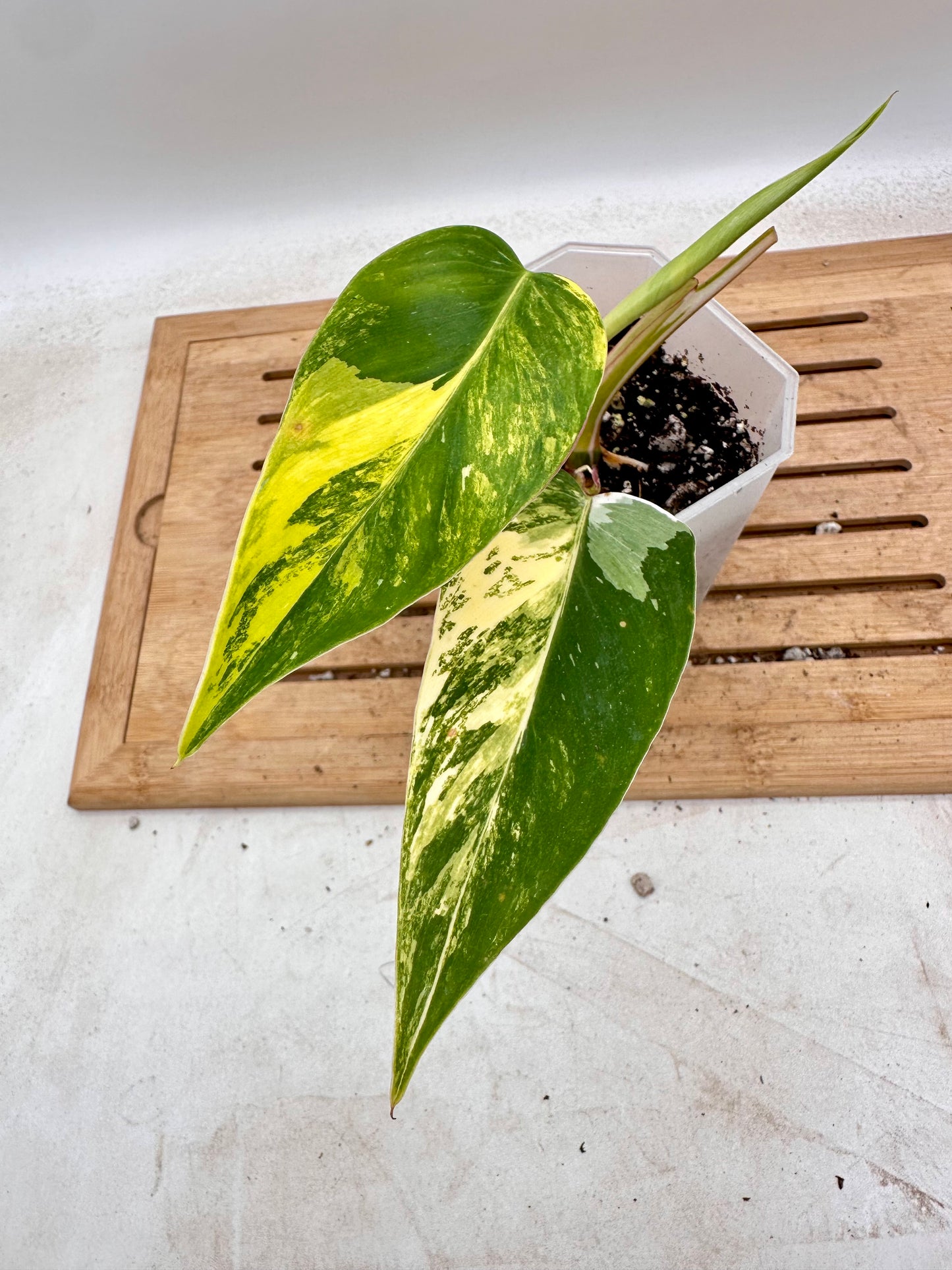 Philodendron White Princess Tri-Color Variegated - Rare Find🦄