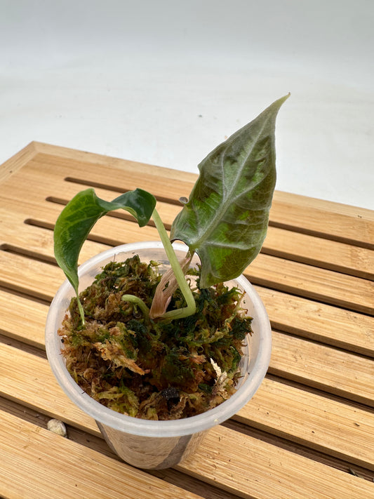 Alocasia Loco
