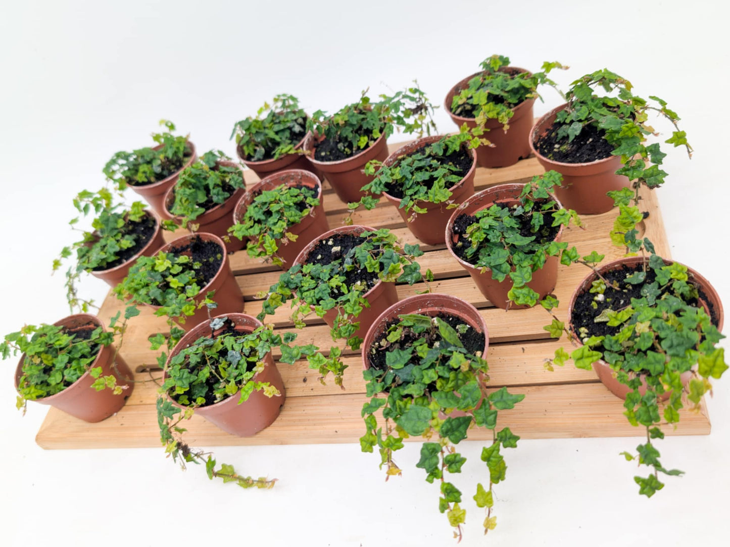 Miniature Oakleaf Ficus - String of Frogs