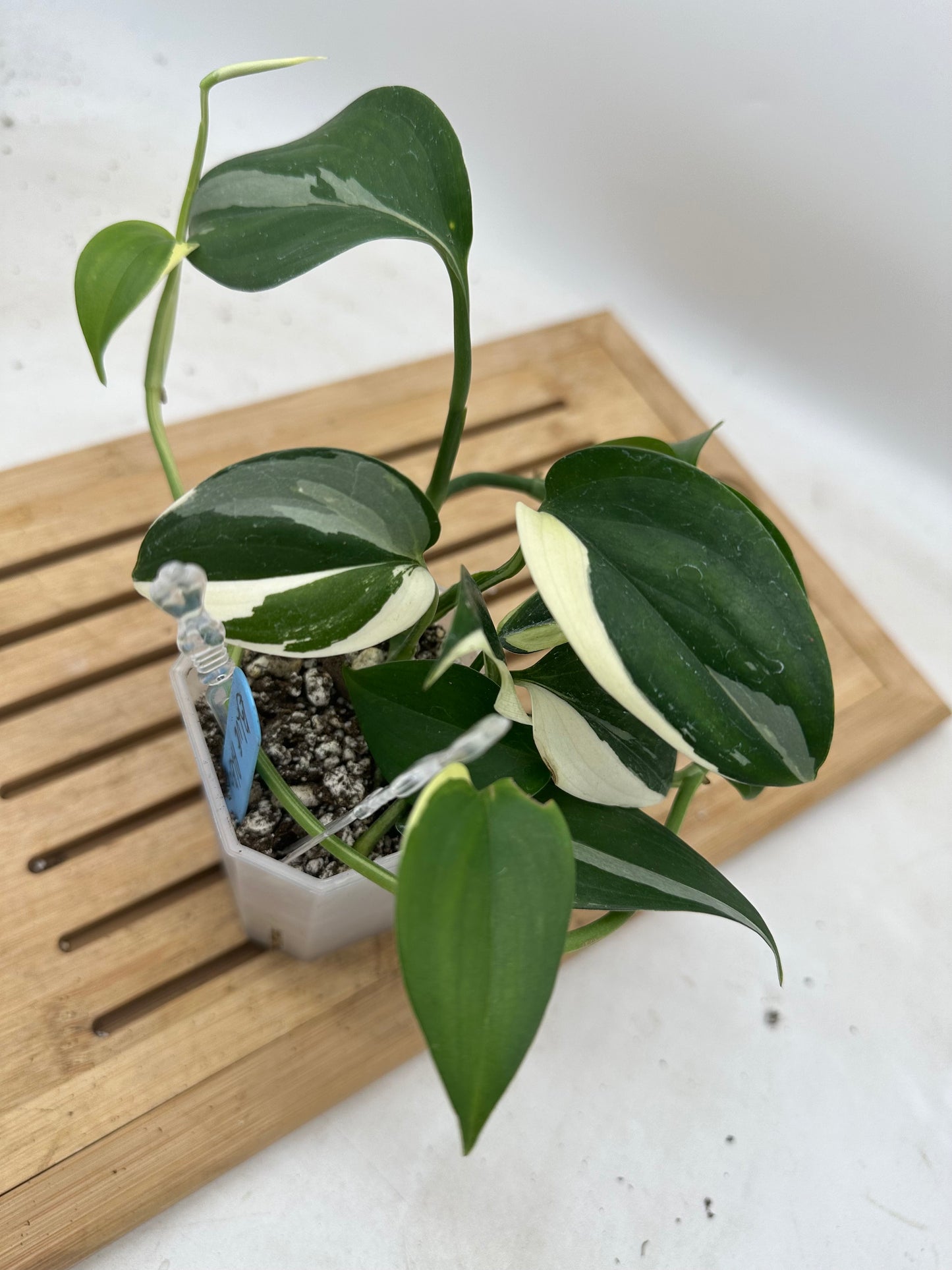 Scindapsus Blue Albo Size Large (Long stem and many nodes)