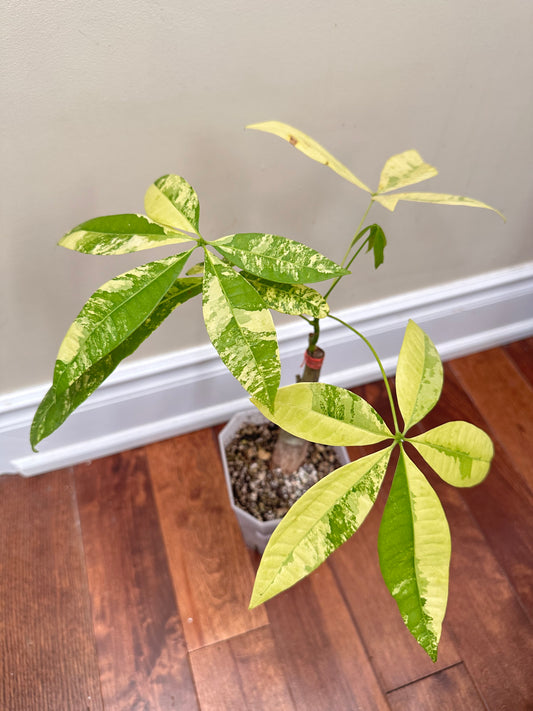 Money Tree Aurea Variegated