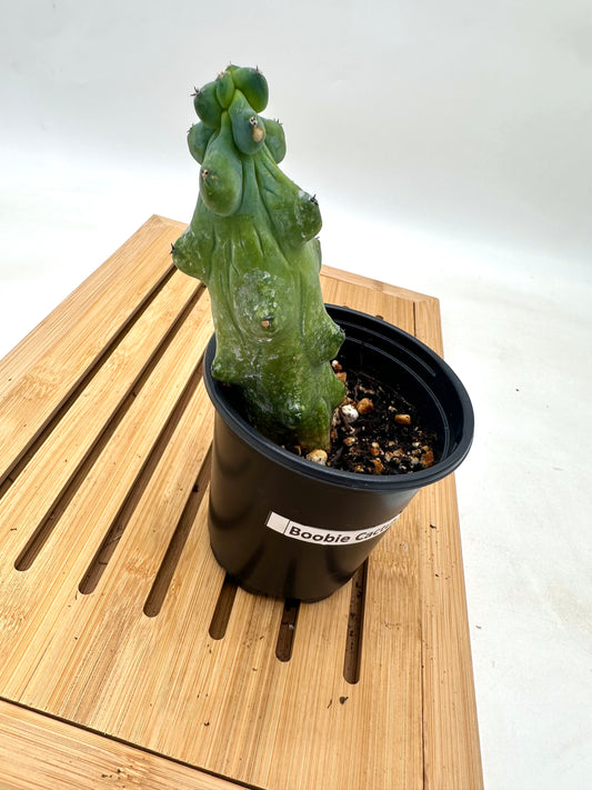 Boobie Cactus