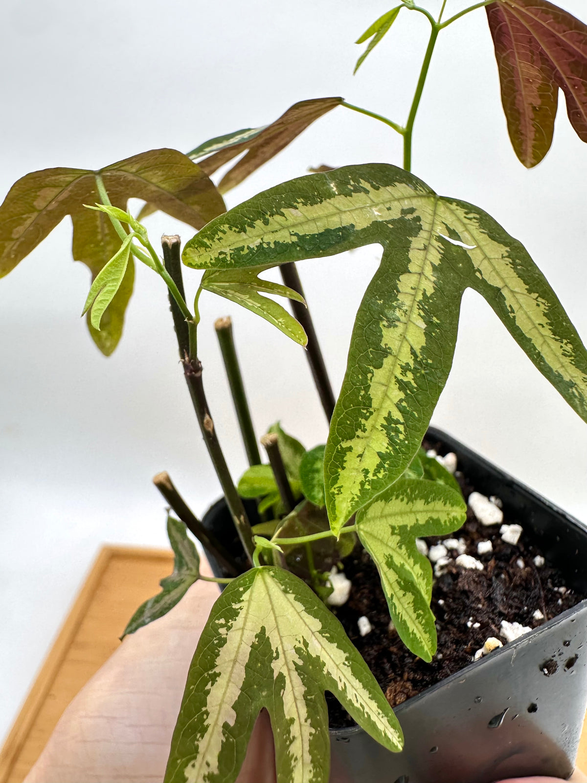 Passiflora Trifasciata - Multiple Growths