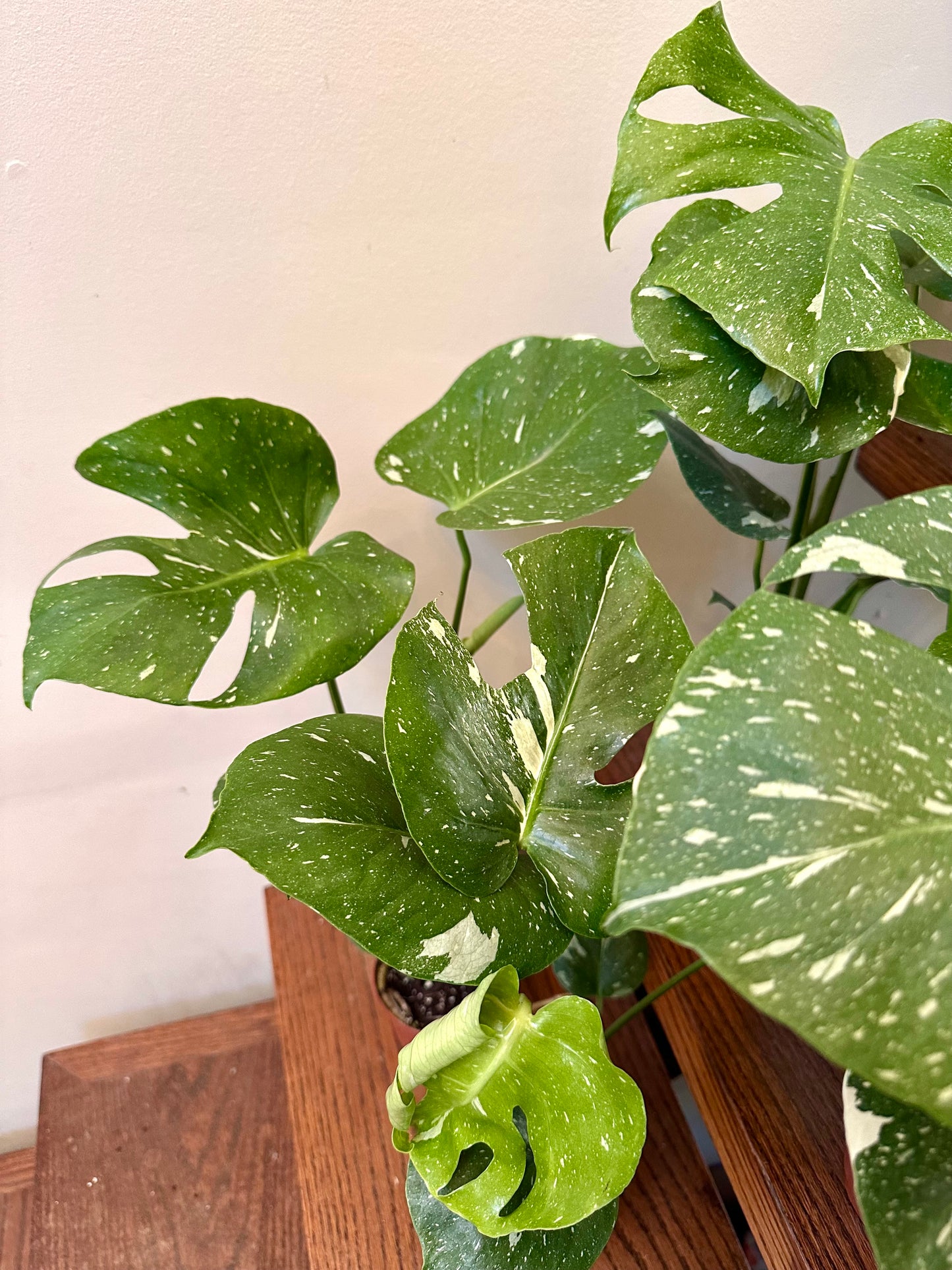 Monstera Thai Constellation