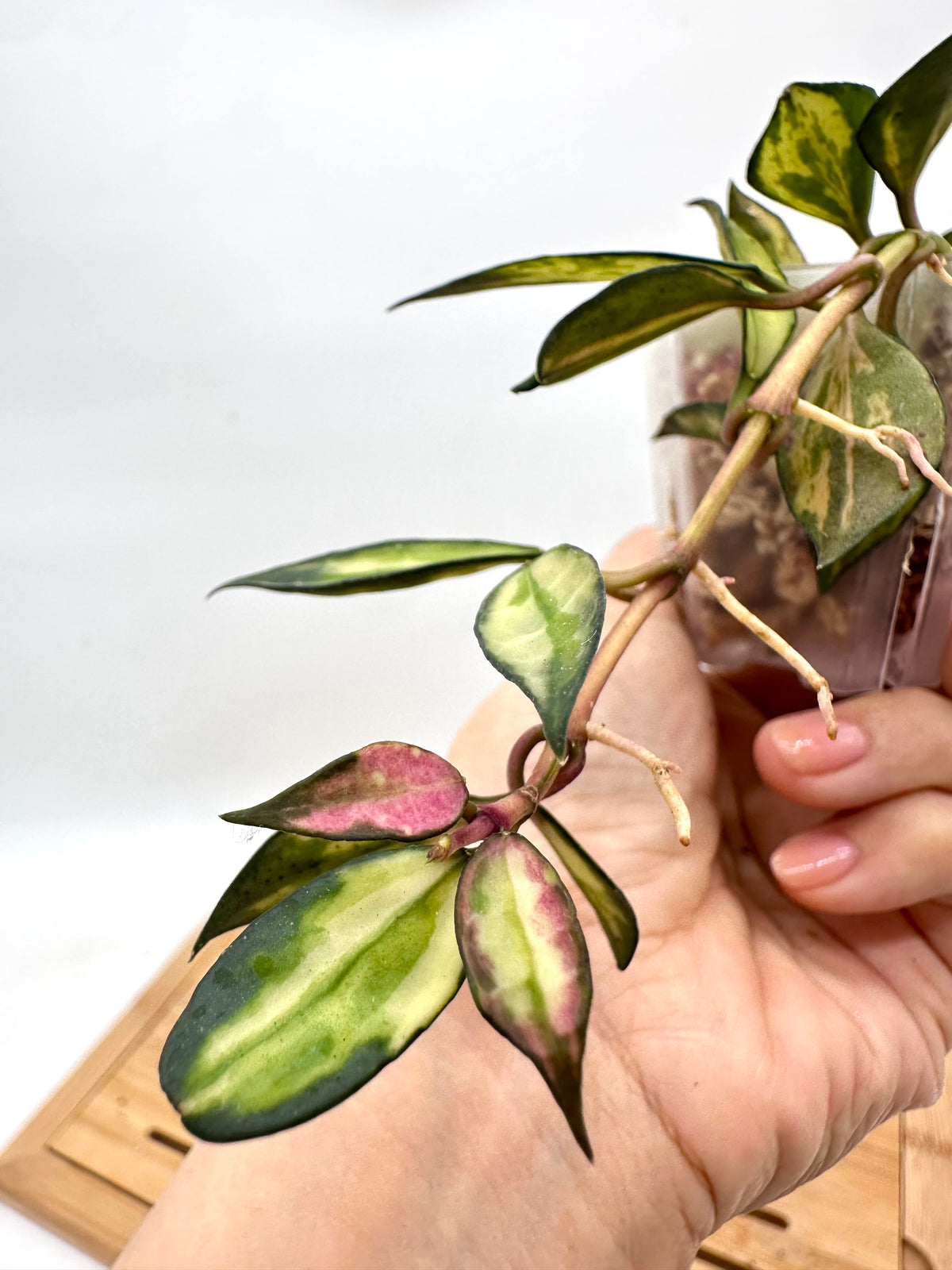 Hoya Lacunosa Variegated
