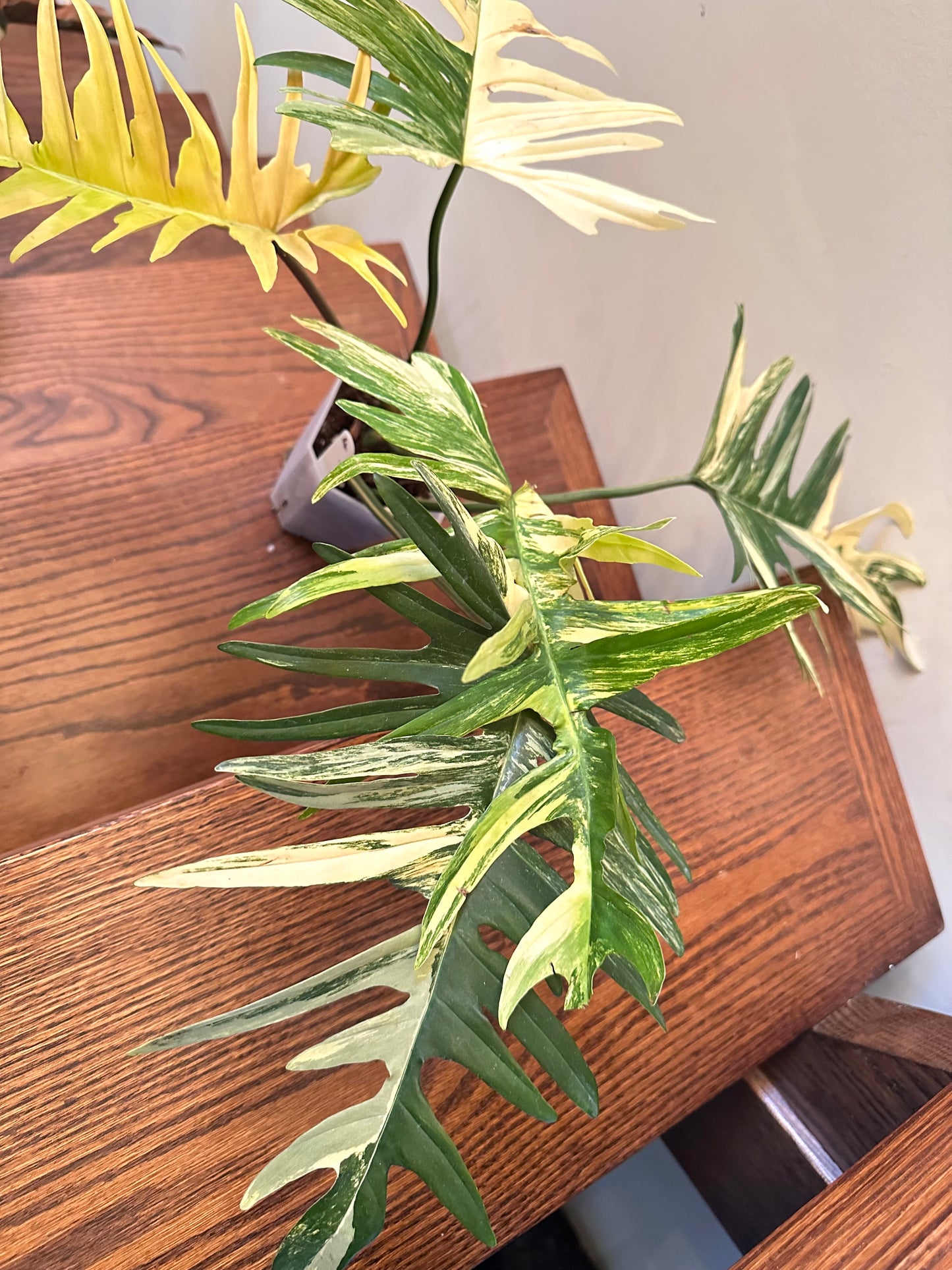 Philodendron Florida Beauty x Tortum Variegated 04- Large Size