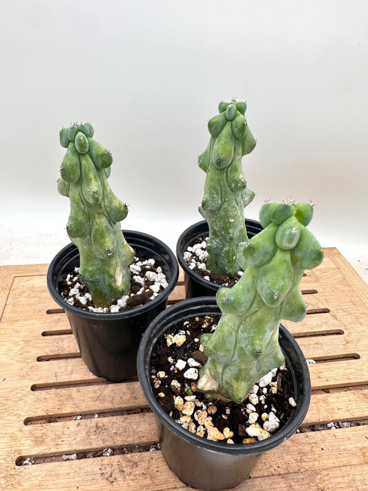 Boobie Cactus - Clearance Sale