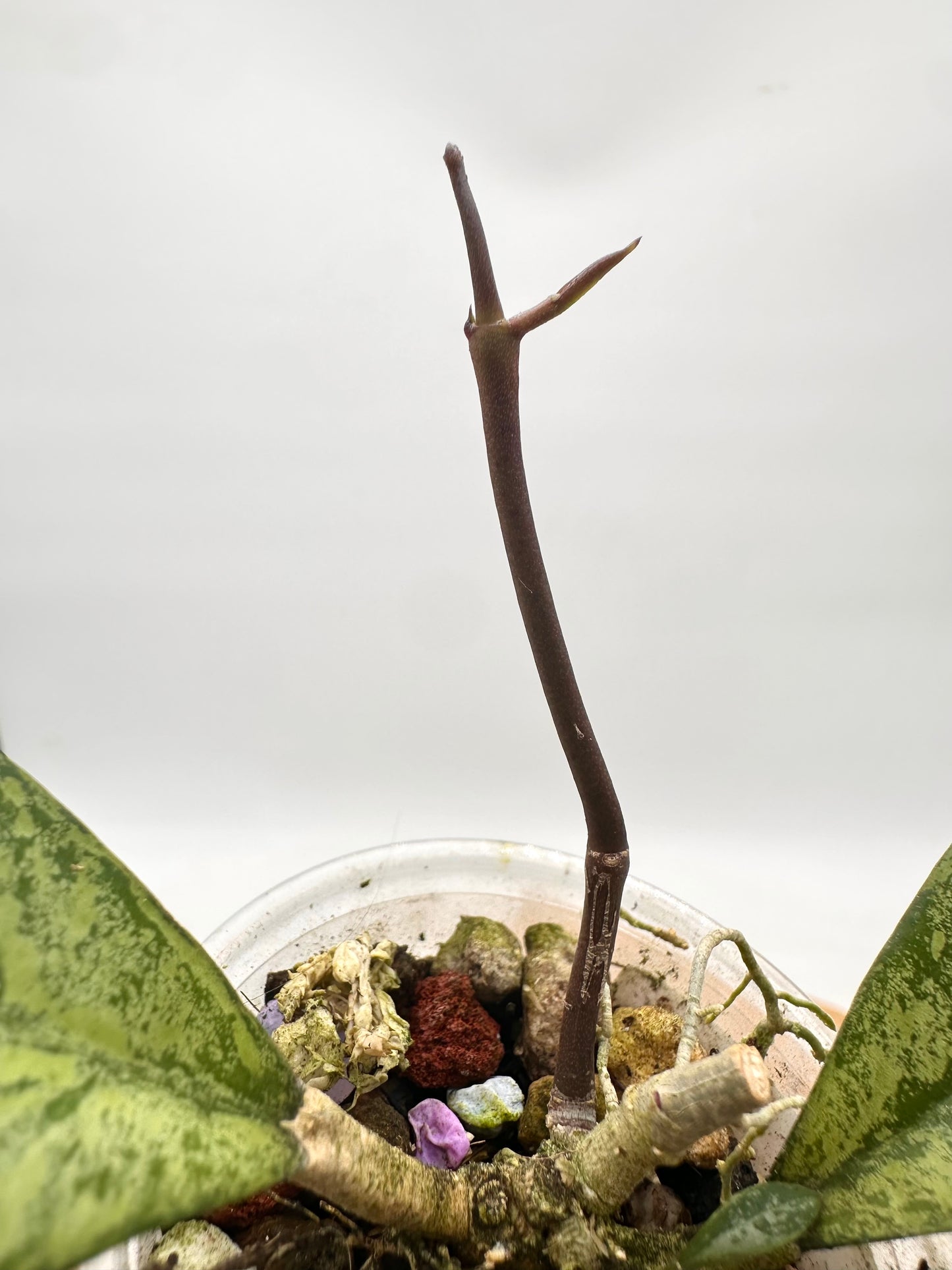 Hoya Crassipetiolata x Michelle Clone #2- Multiple Growths