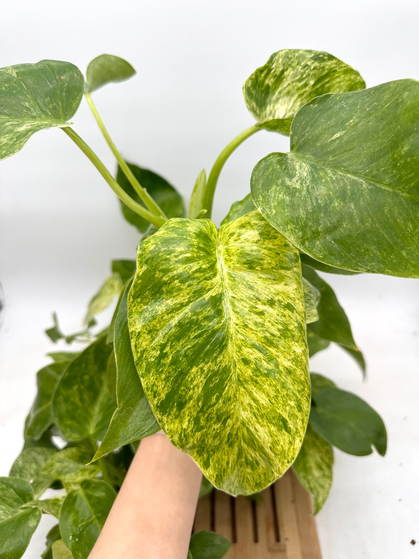 Philodendron Giganteum Blizzar Variegated (Multiple Plants/Growths in each pot)