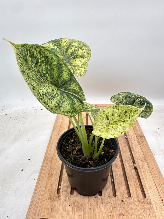 Alocasia Dragon Scale Mint Variegata (multiple plants/growths)