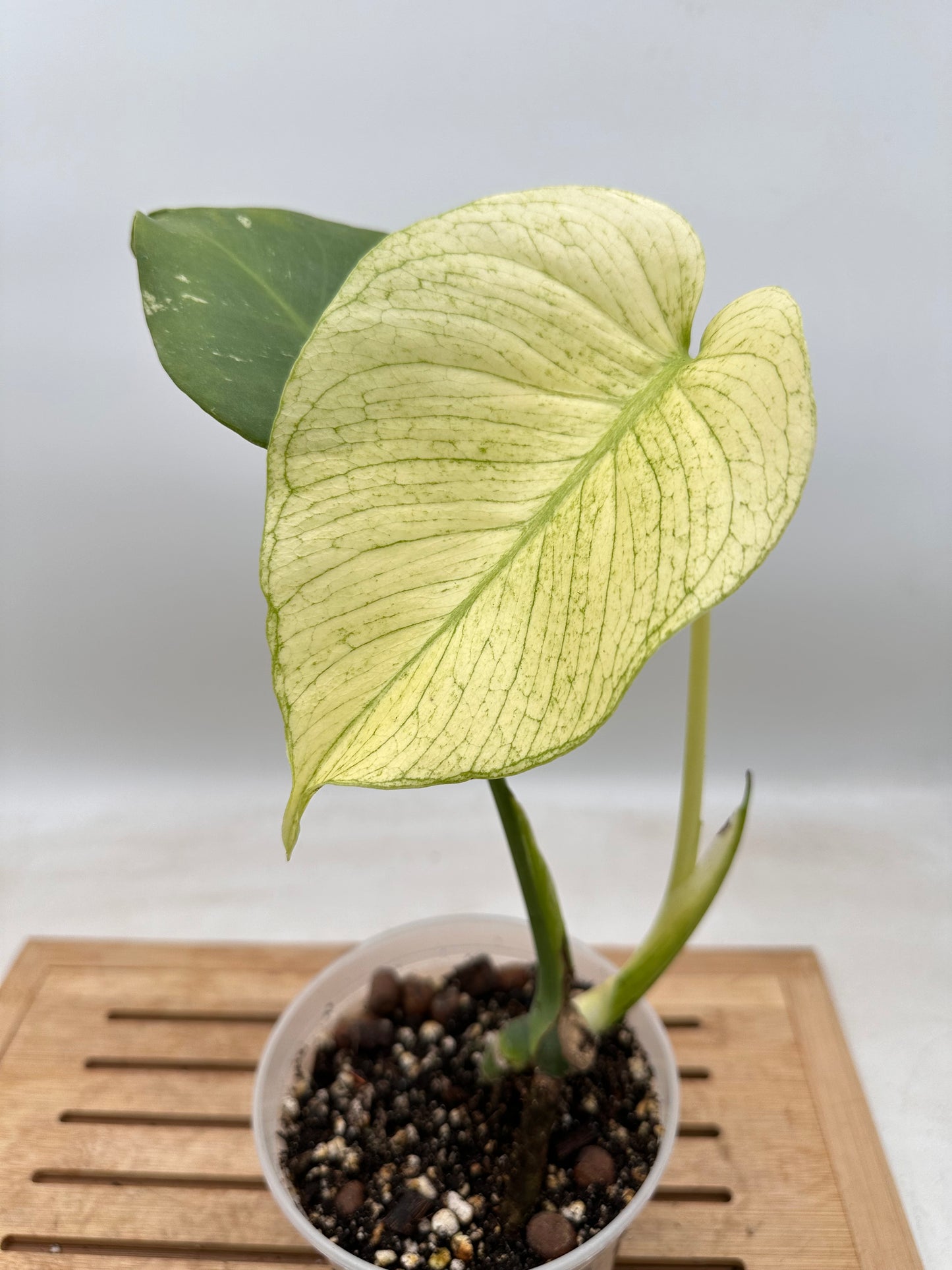 Monstera White Monster - August Sals