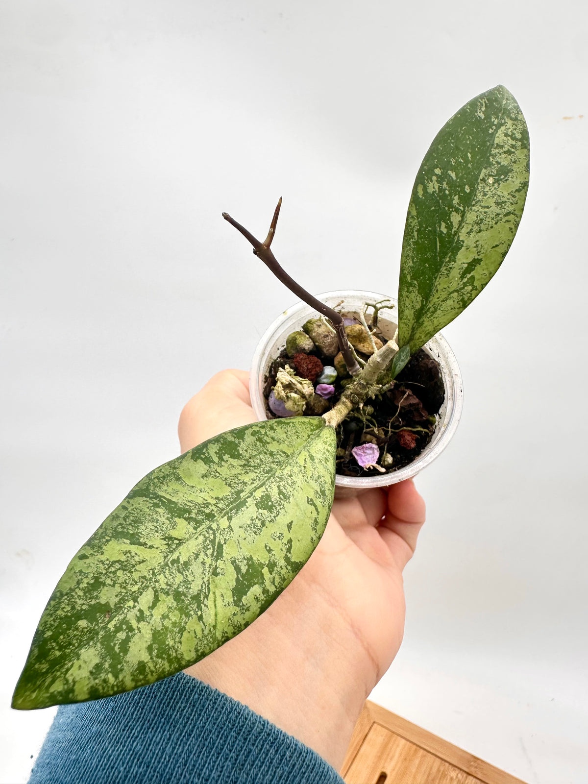 Hoya Crassipetiolata x Michelle Clone #2- Multiple Growths