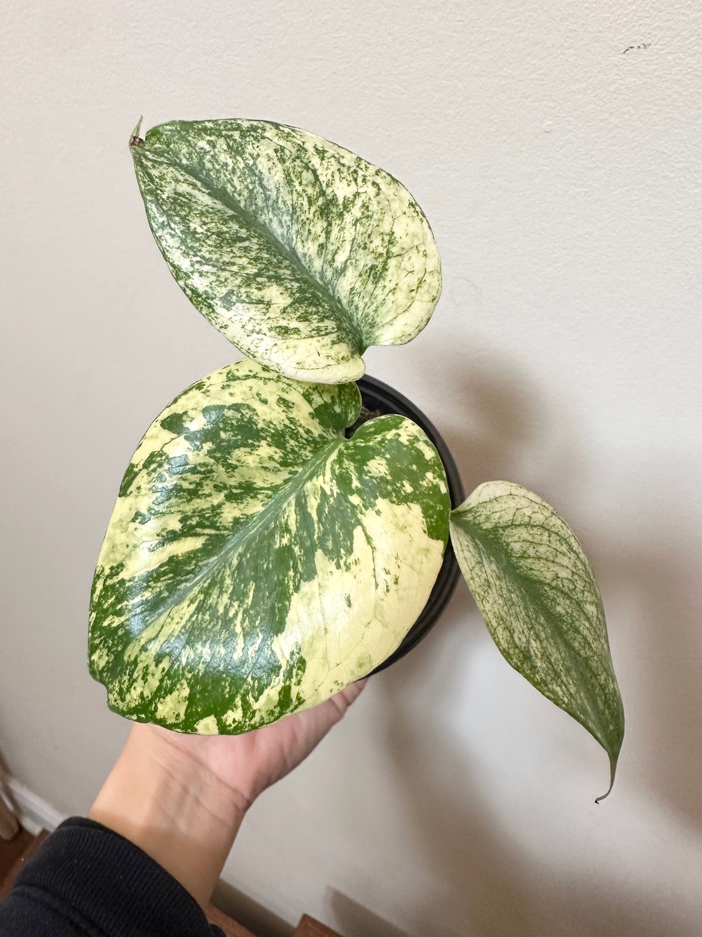 Monstera Mint