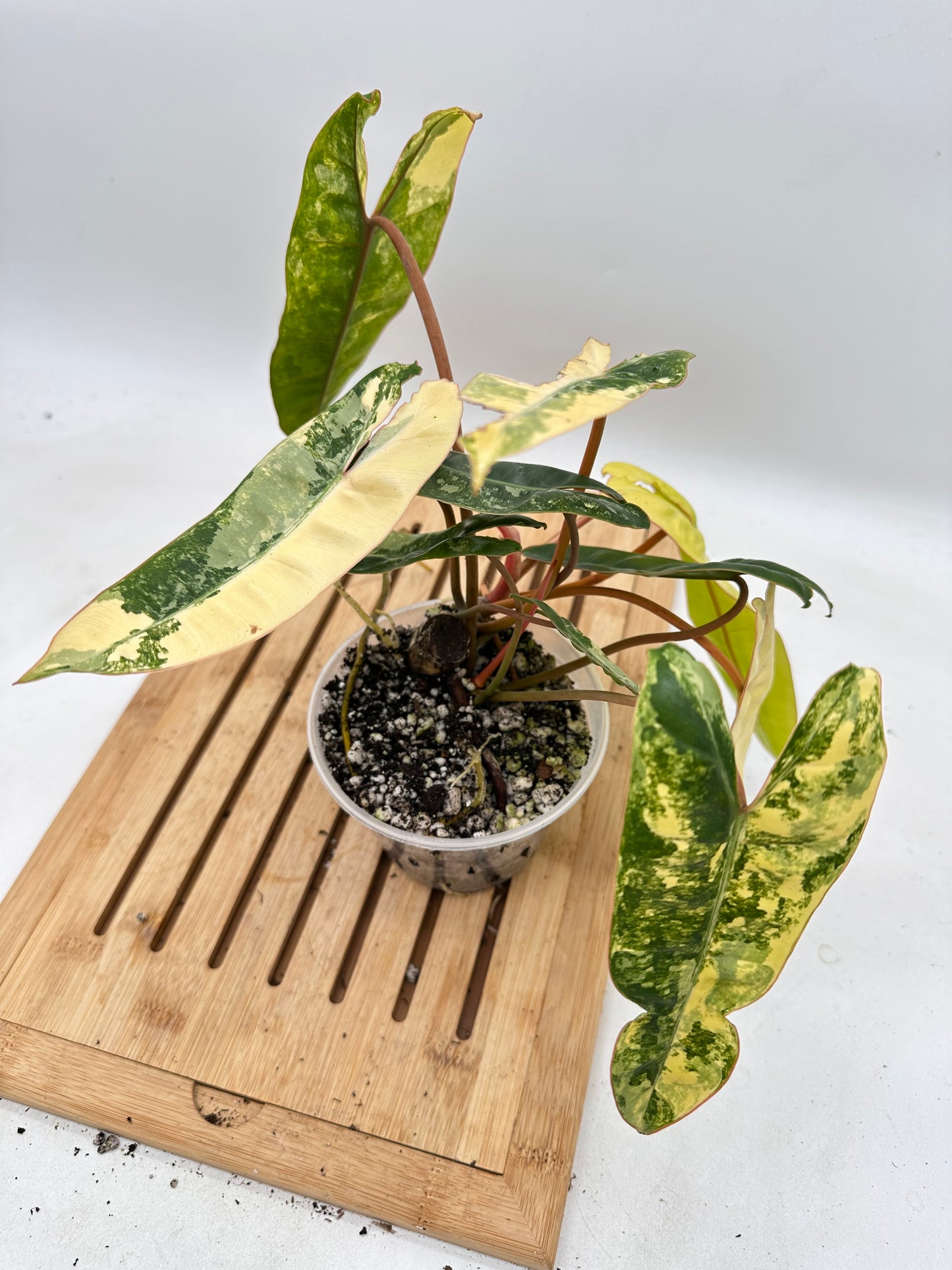 Philodendron Billietiae Variegated (multiple growths)