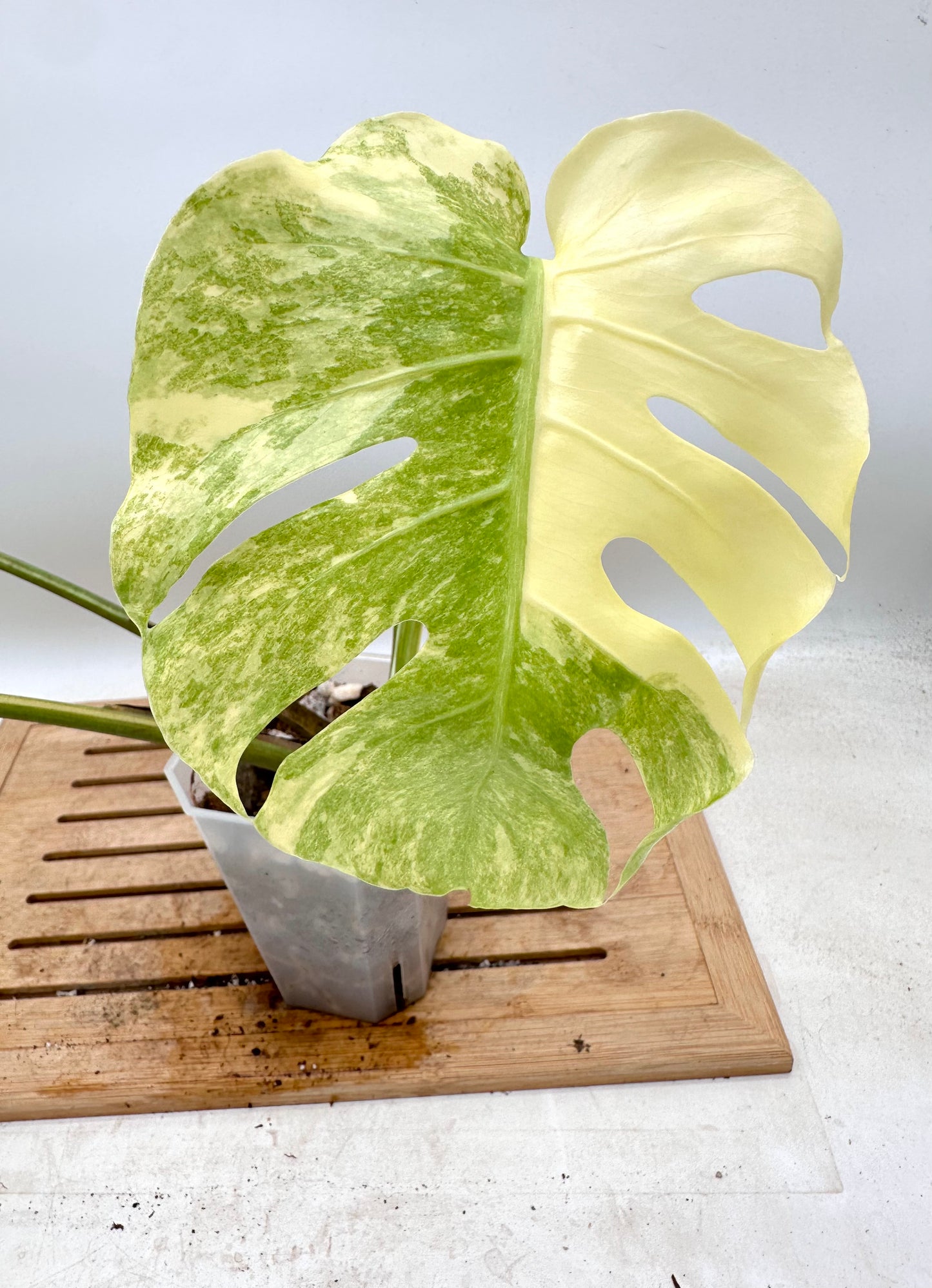 Monstera Legacy - Thanksgiving Sale 💚