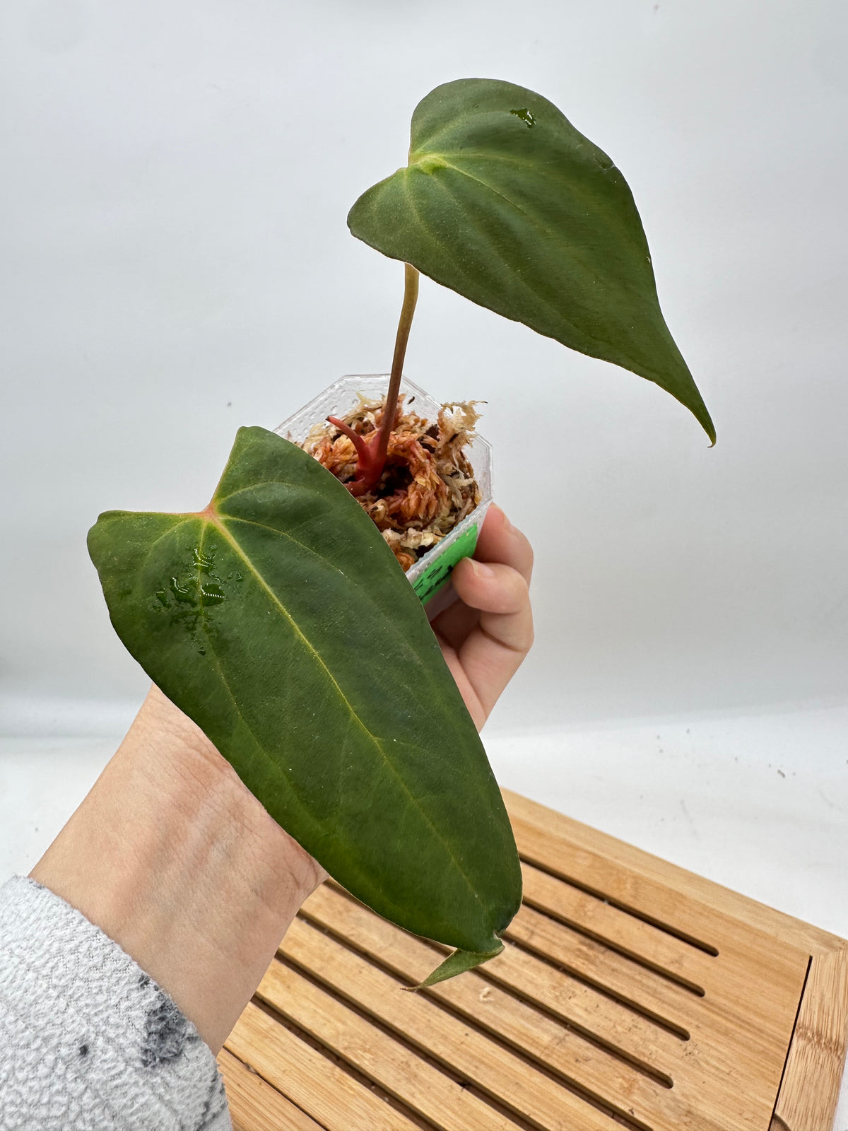 Anthurium Fort Sherman From Seed