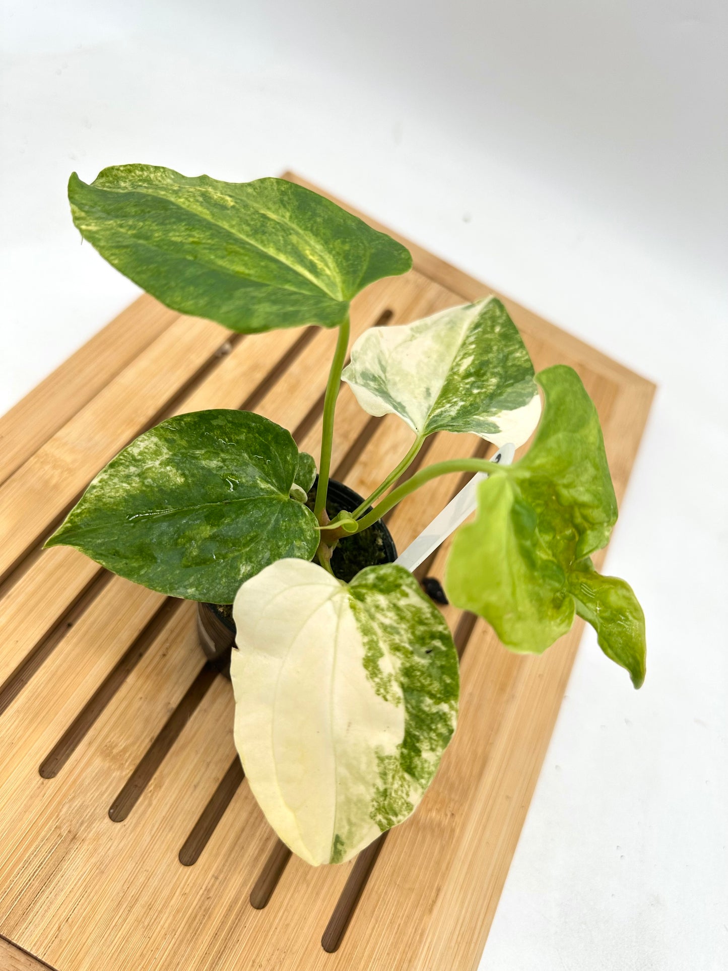 Anthurium Pterodactyl x Gigi Variegated 020