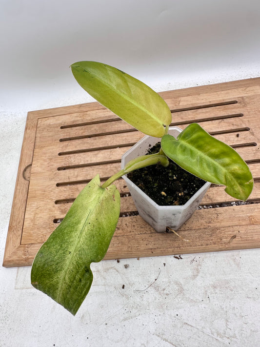 Philodendron Whipple Way
