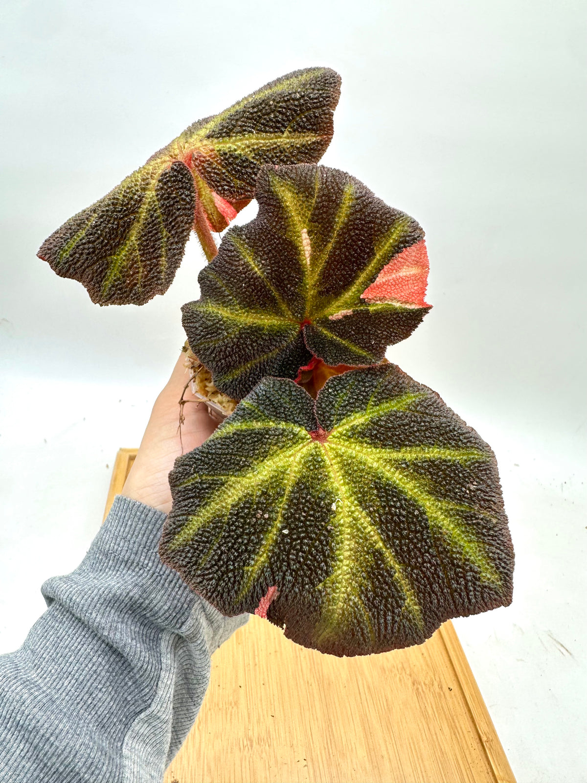 Begonia Soli Mutata Variegated
