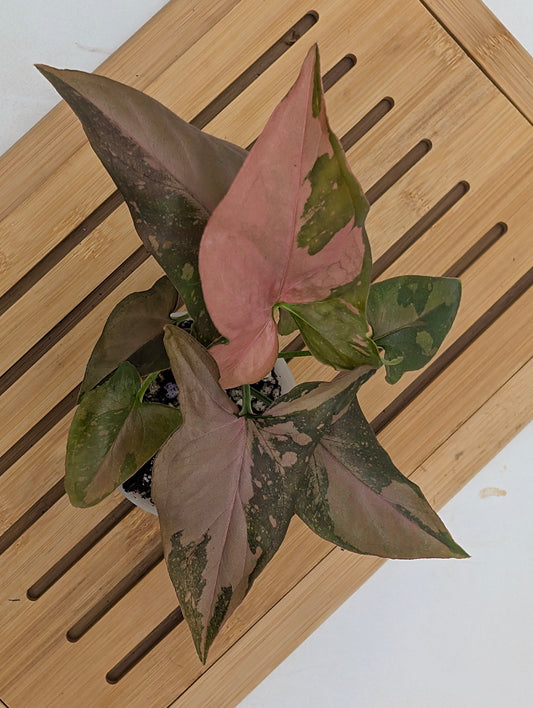 Syngonium Chocolate Pink Galaxy