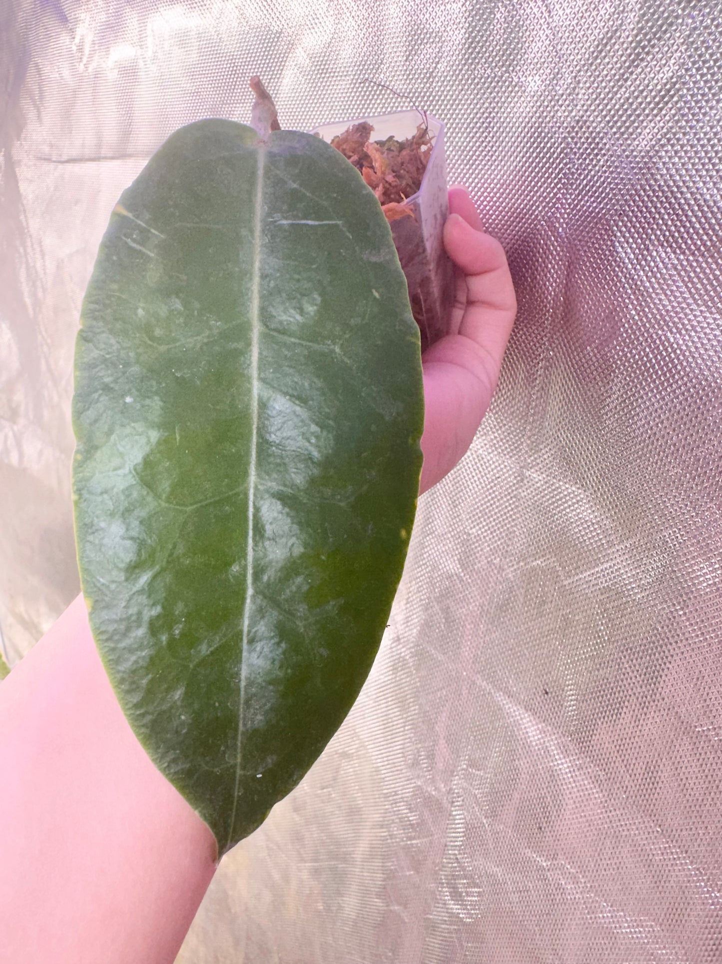 Hoya Versteegii