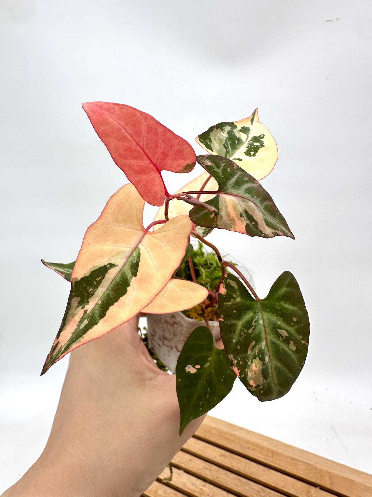 Fallopia Multiflora Variegated