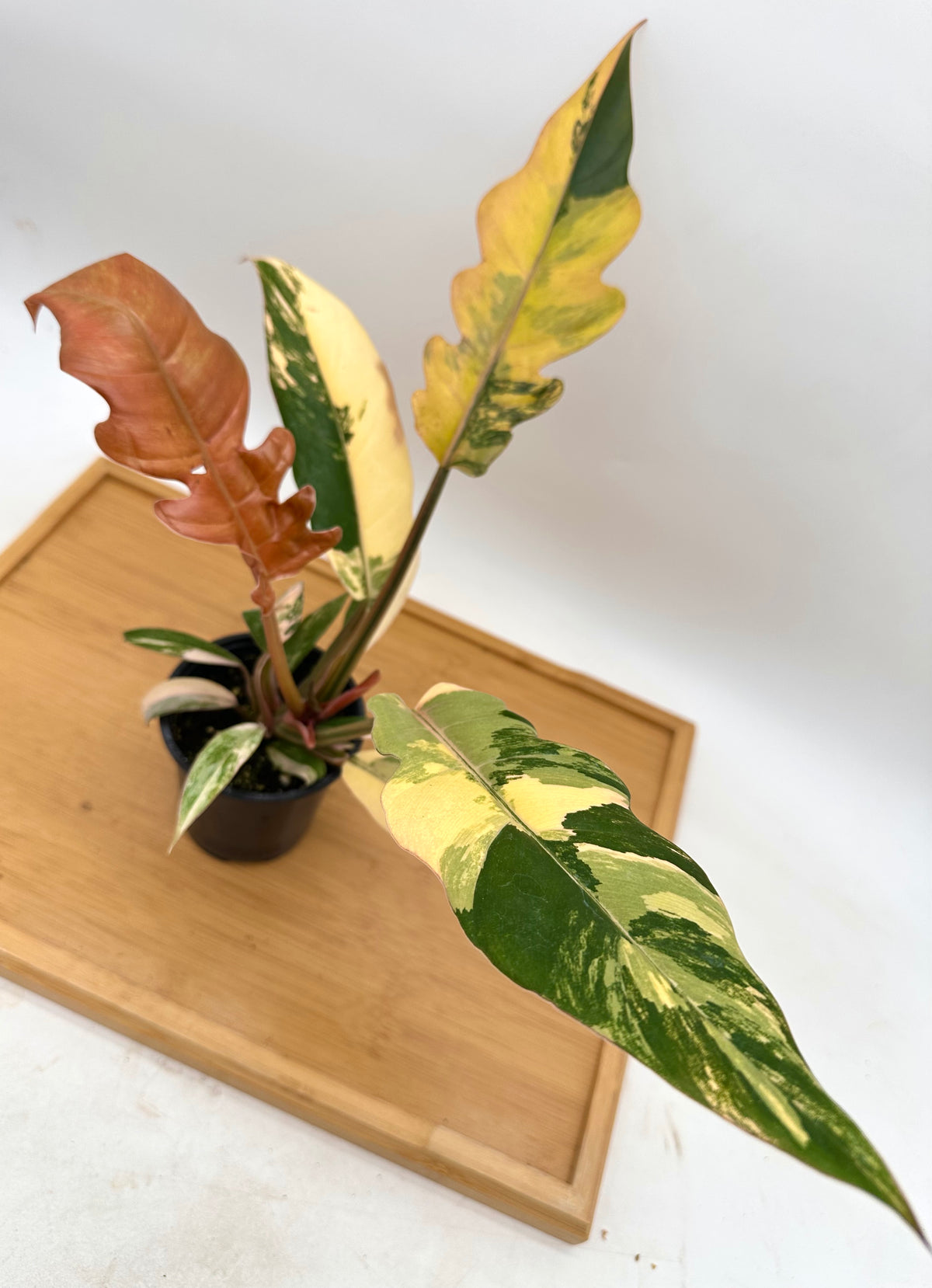 Philodendron Caramel Marble Variegated