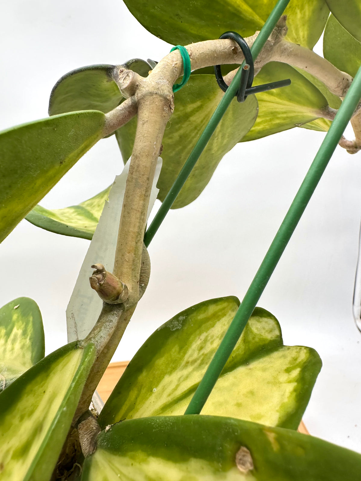 Hoya Kerri Inner Variegated - Multiple Growths