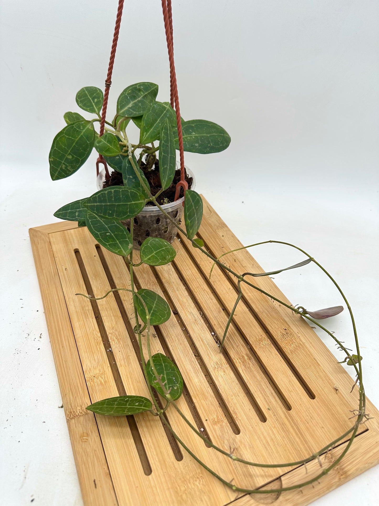 Hoya Elliptica Hanging Basket