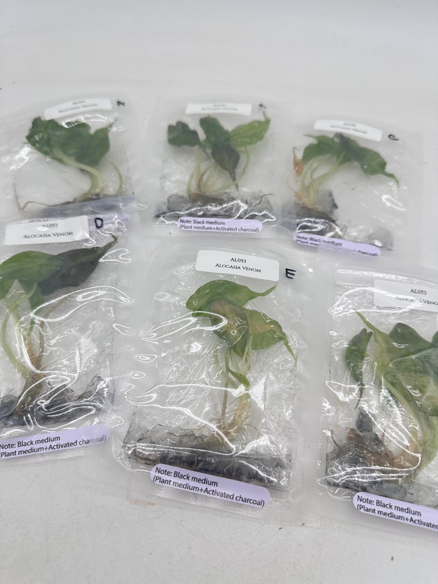 Tissue Culture - Alocasia Venom