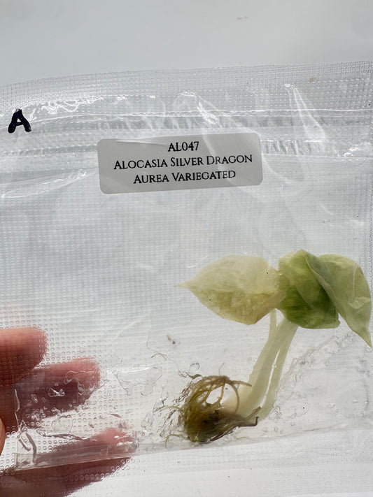 Tissue Culture - Alocasia Silver Dragon Aurea Variegated