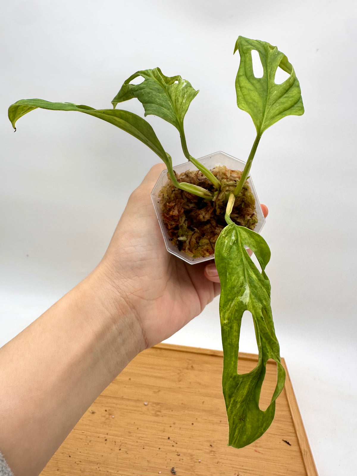 Monstera Adansonii Variegated