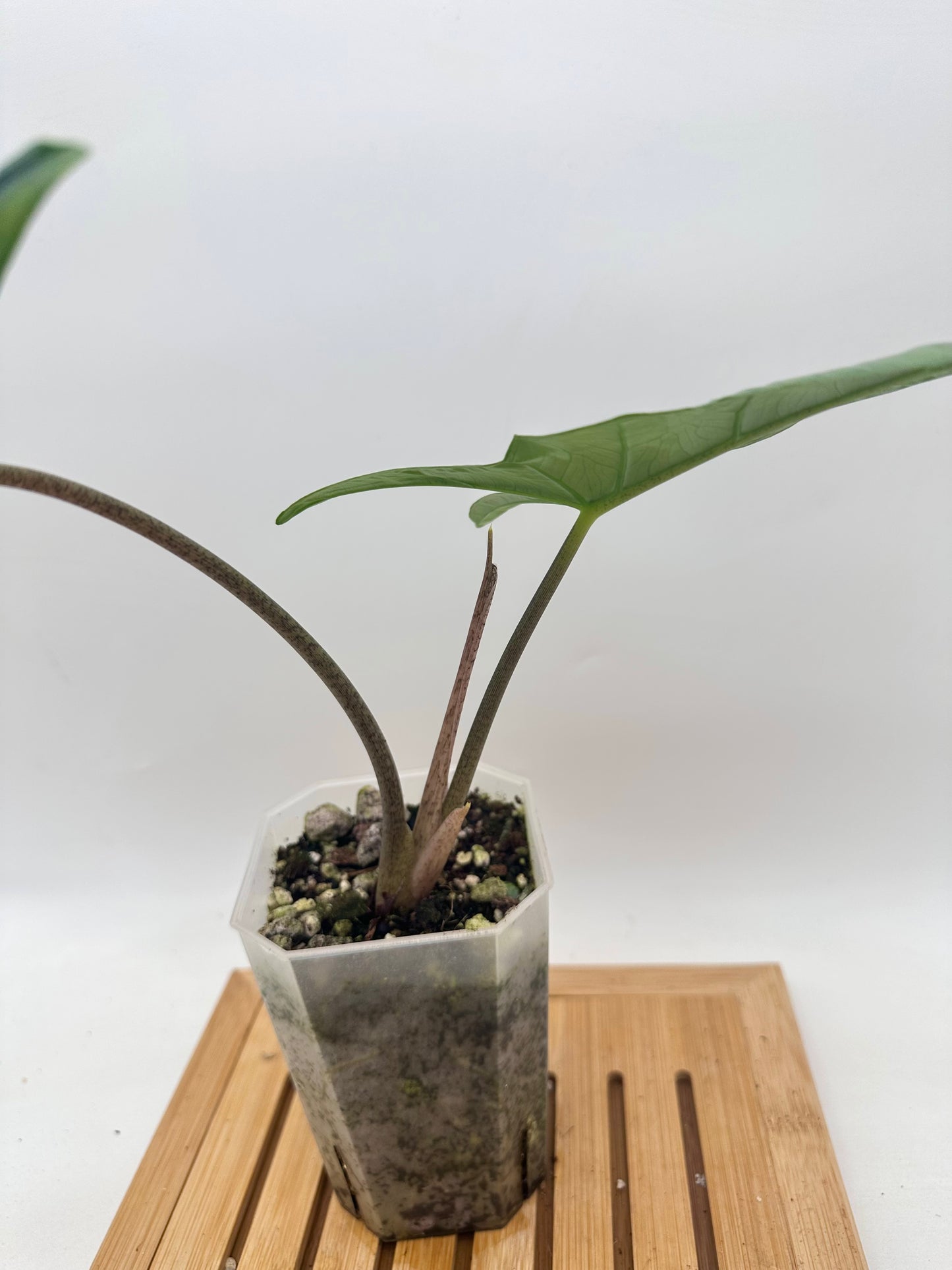 Alocasia Metallic Blue