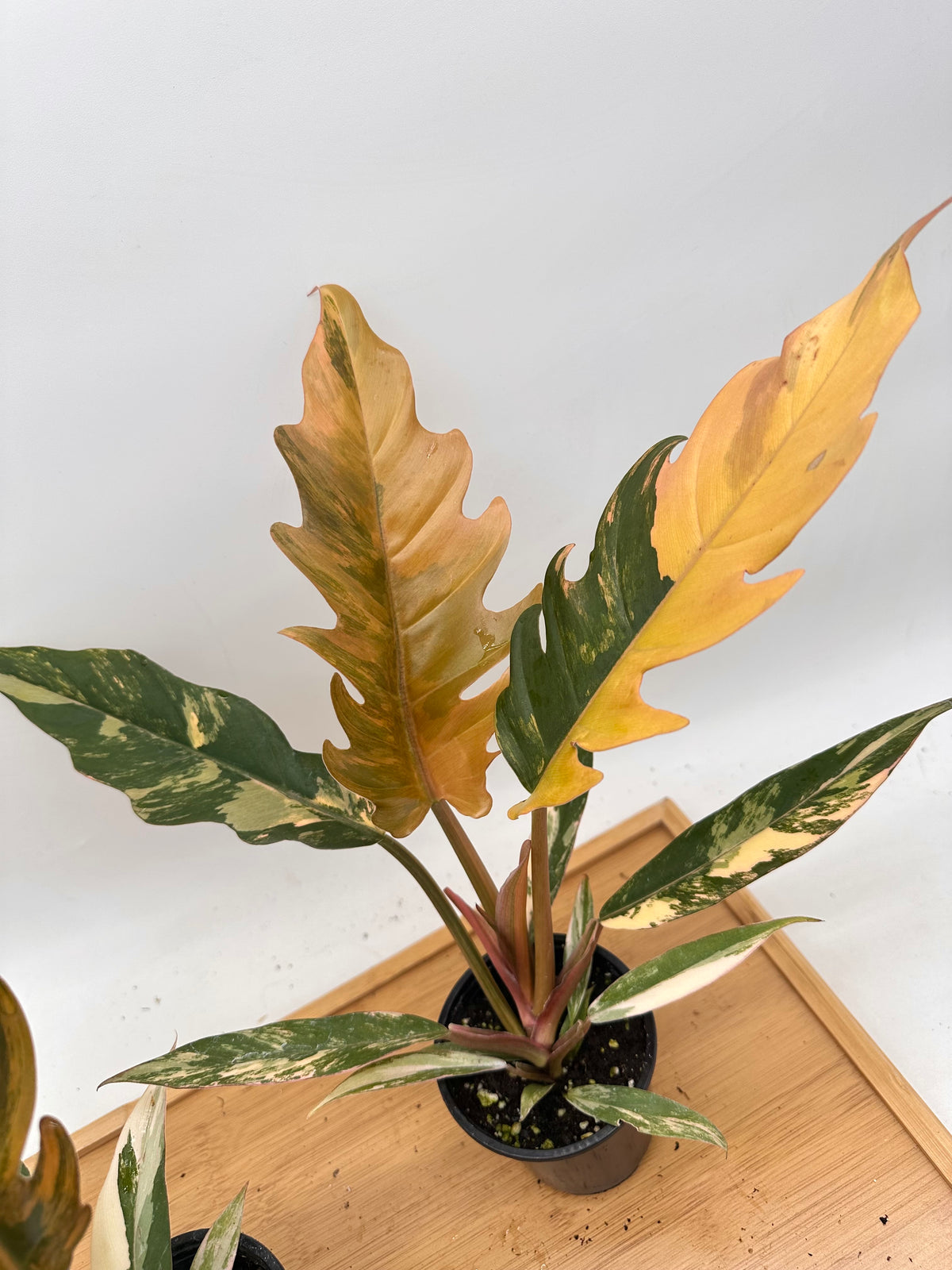 Philodendron Caramel Marble Variegated