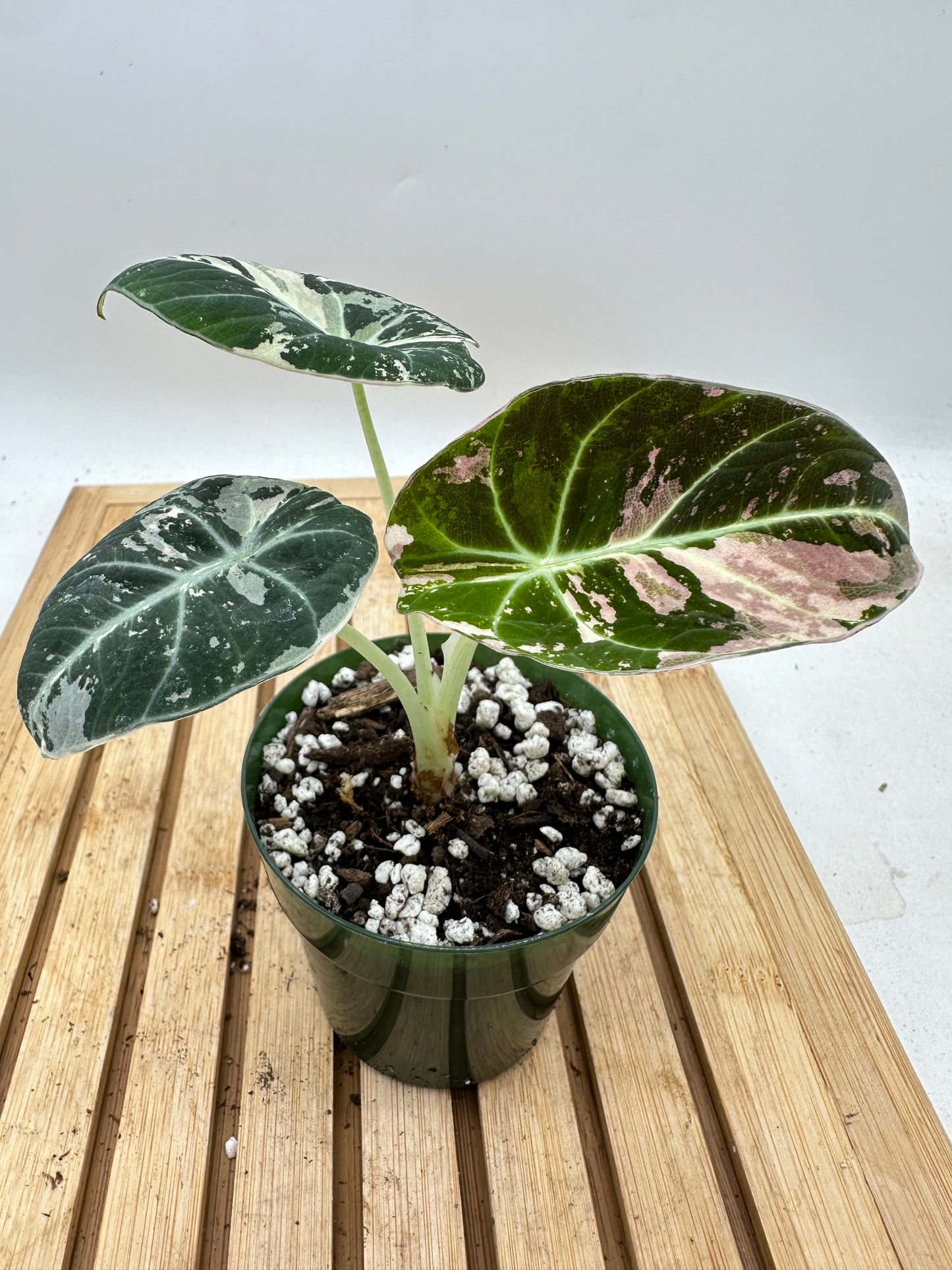 Alocasia Black Velvet Pink Albo Variegated