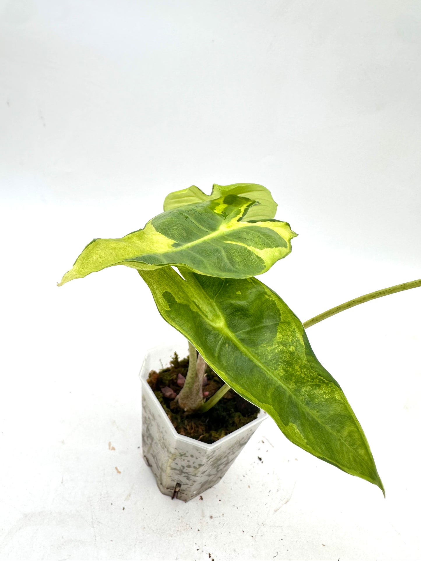 Alocasia Longiloba ‘Lava’ CORM - Rare