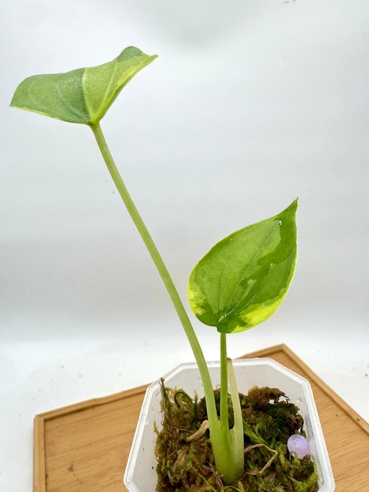 Alocasia Cucullata Variegated