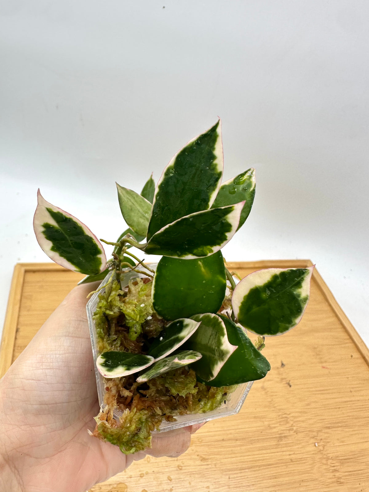 Hoya Lacunosa ‘Asami’ Variegated