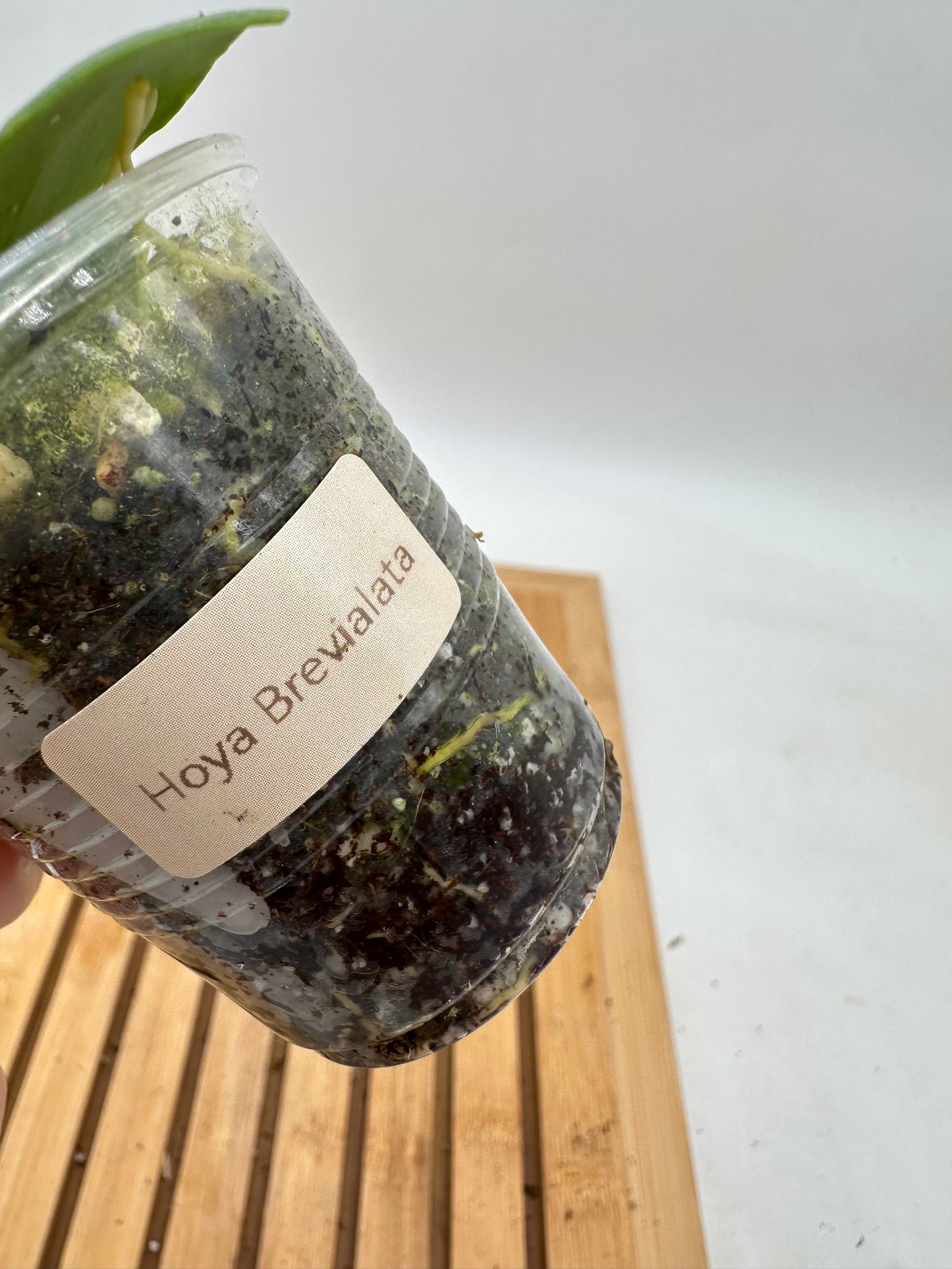 Hoya Brevialata - 044