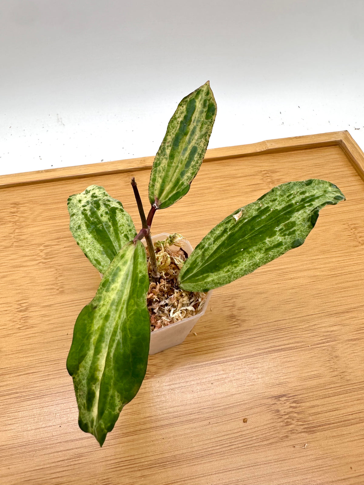 Hoya Crocodile