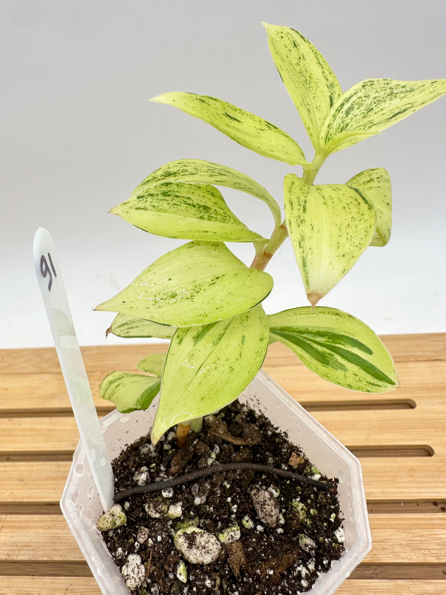 Spiral Ginger Bright Lime Variegated - Multiple Growths